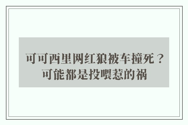 可可西里网红狼被车撞死？可能都是投喂惹的祸